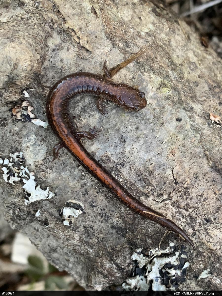 Eastern Red-backed  Salamander