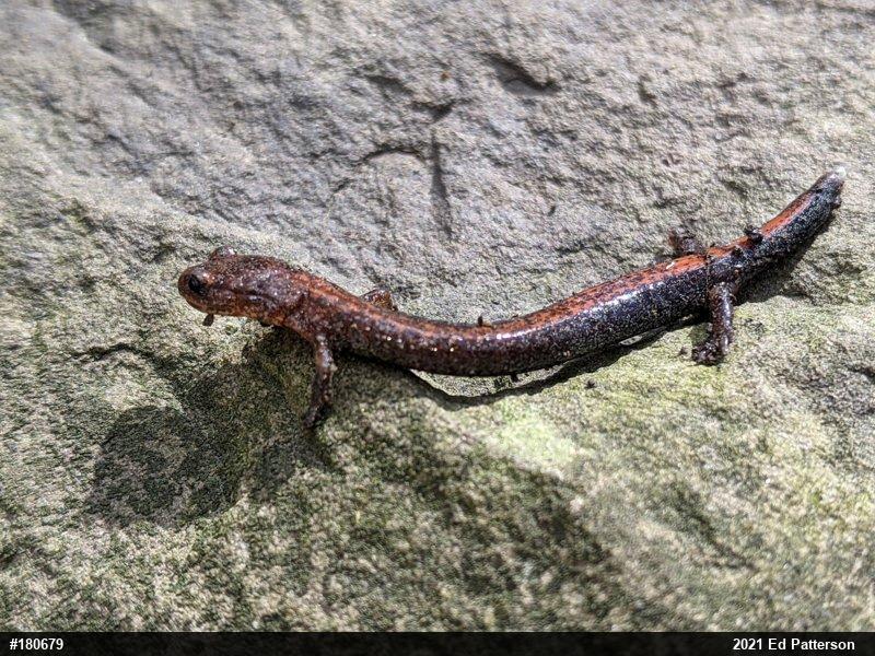 Eastern Red-backed  Salamander