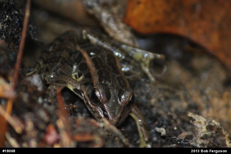 Pickerel Frog