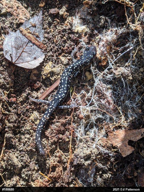 Northern Slimy Salamander