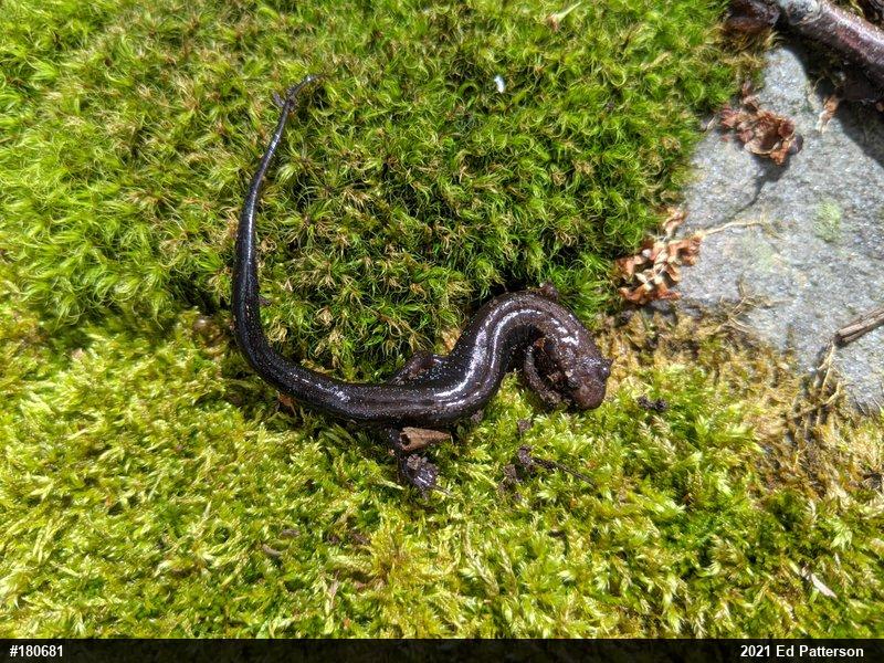 Allegheny Mountain Dusky Salamander