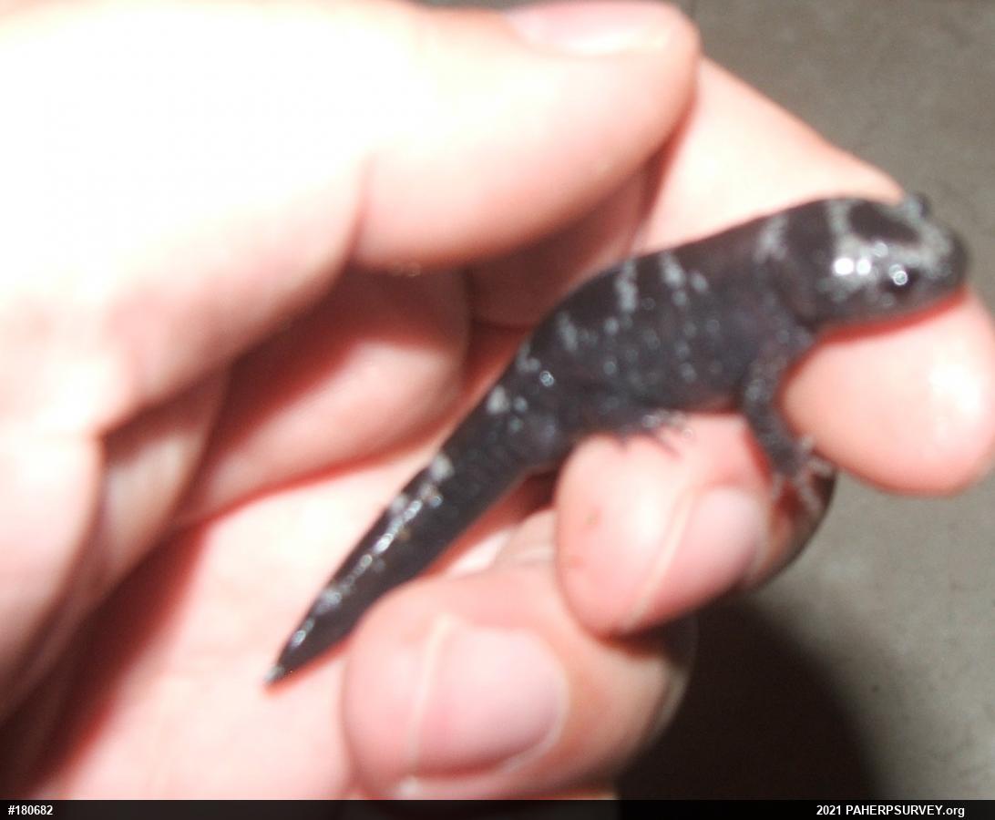 Marbled Salamander
