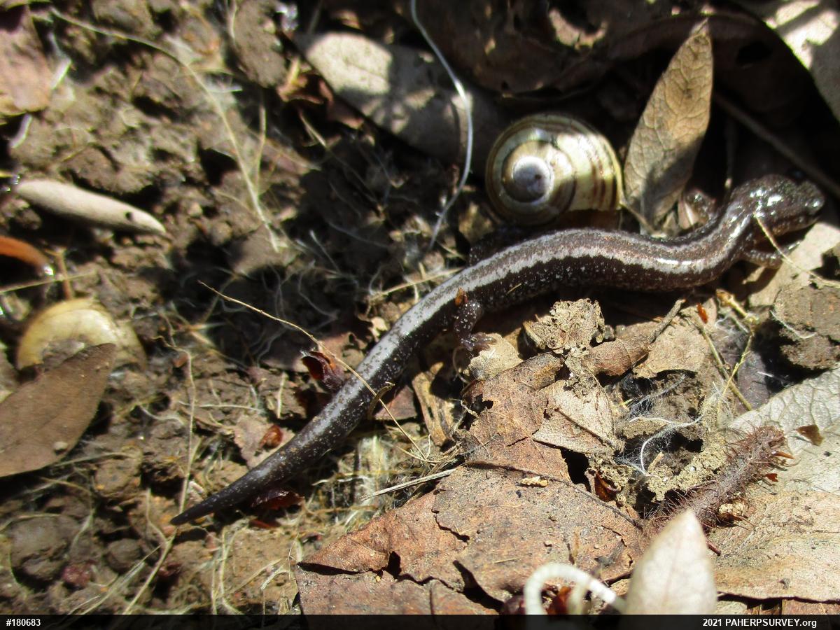 Eastern Red-backed  Salamander