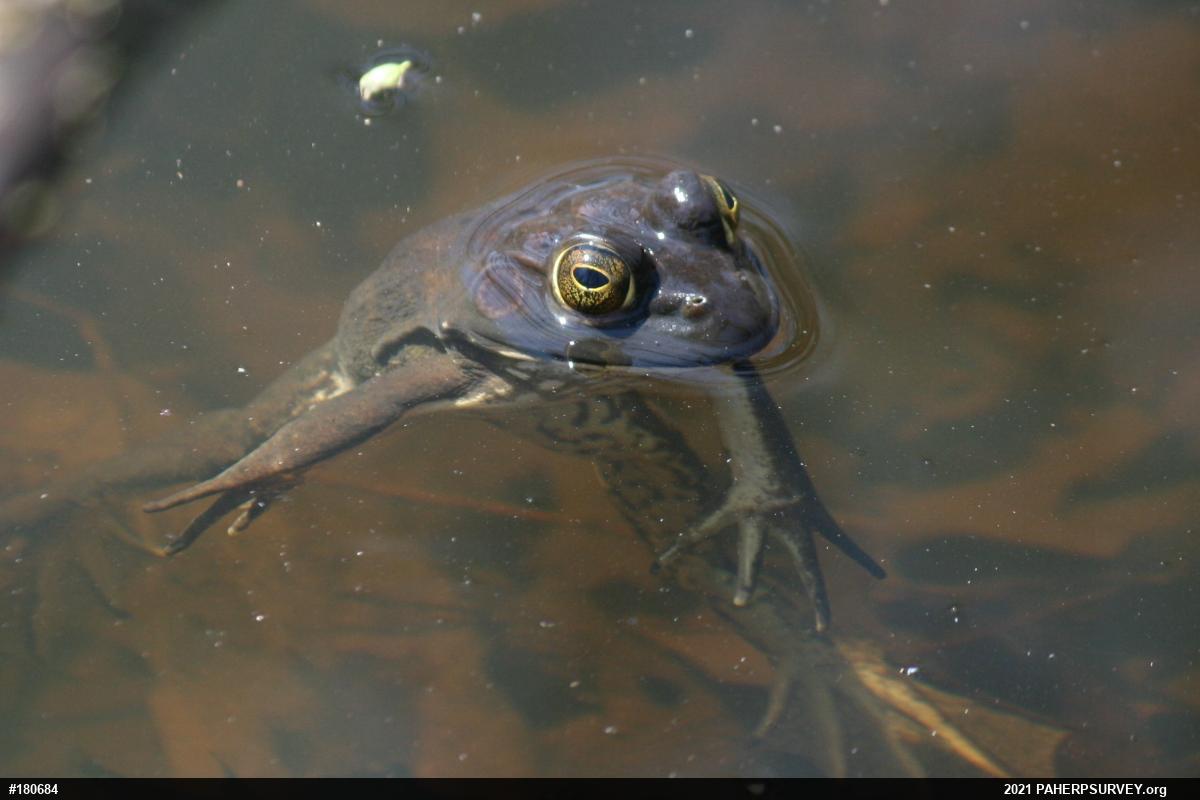 American Bullfrog