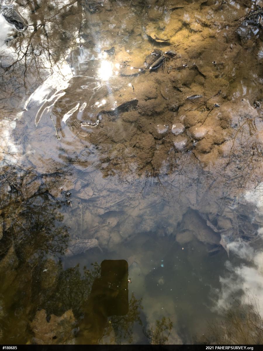 Red-spotted Newt