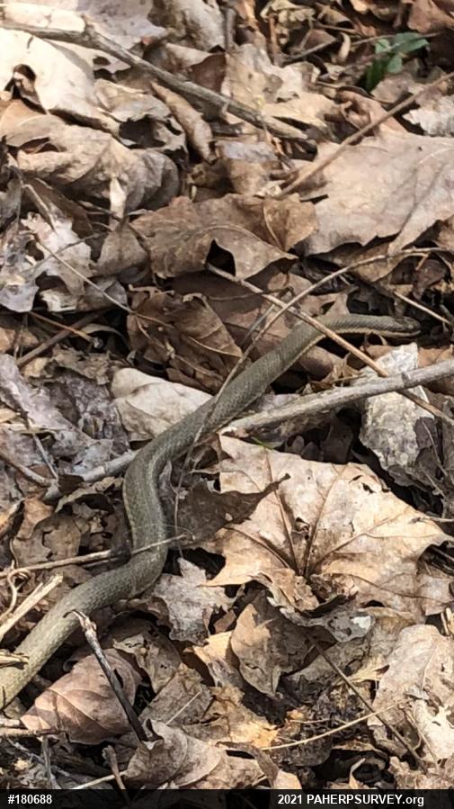 Queensnake