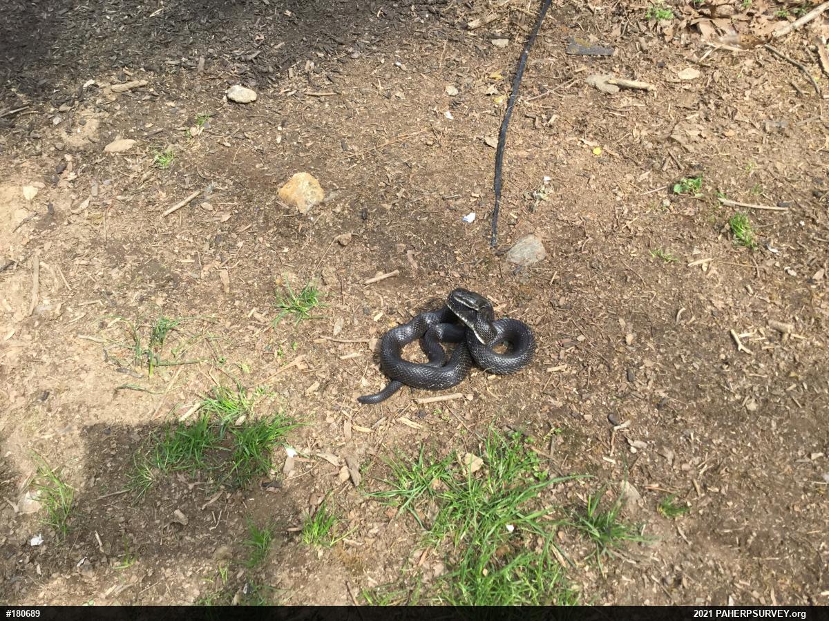 Eastern Ratsnake