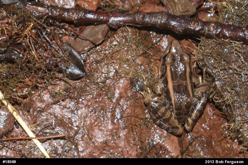 Pickerel Frog