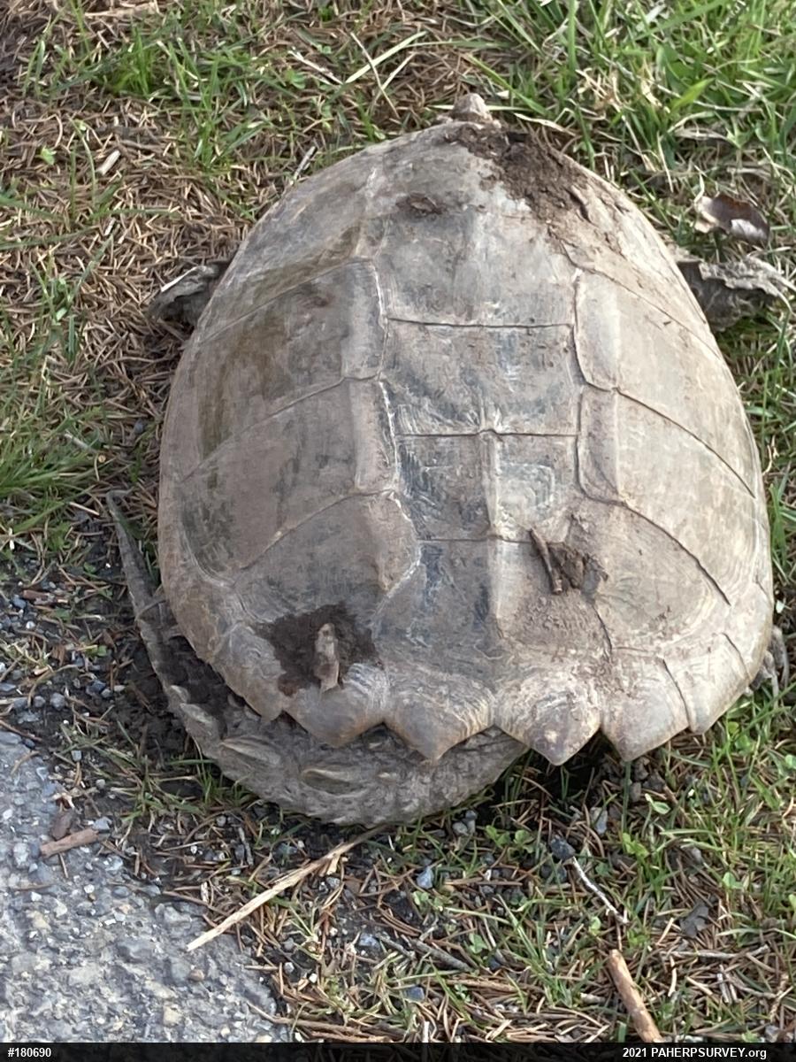 Snapping Turtle