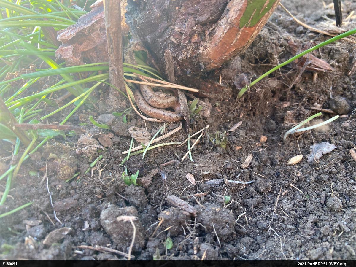 Dekay's Brownsnake