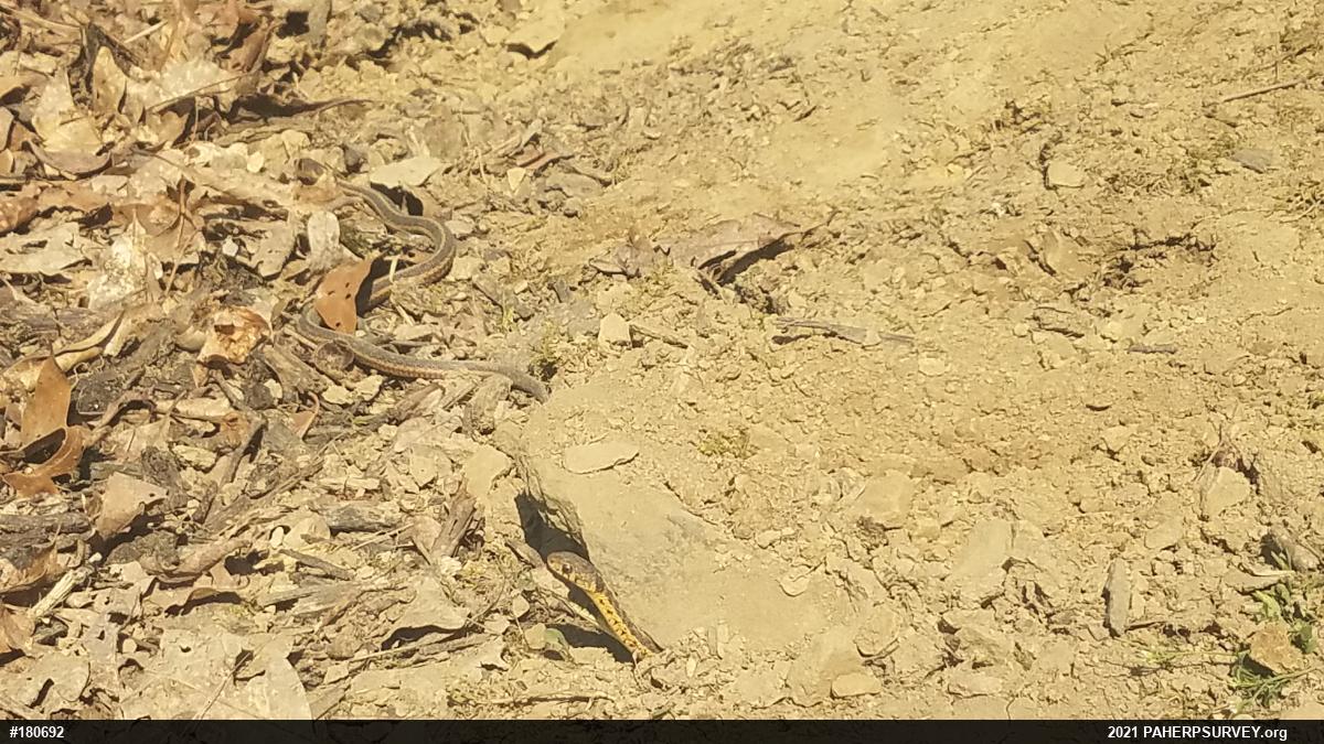 Eastern Gartersnake