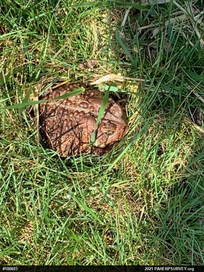 Eastern American Toad