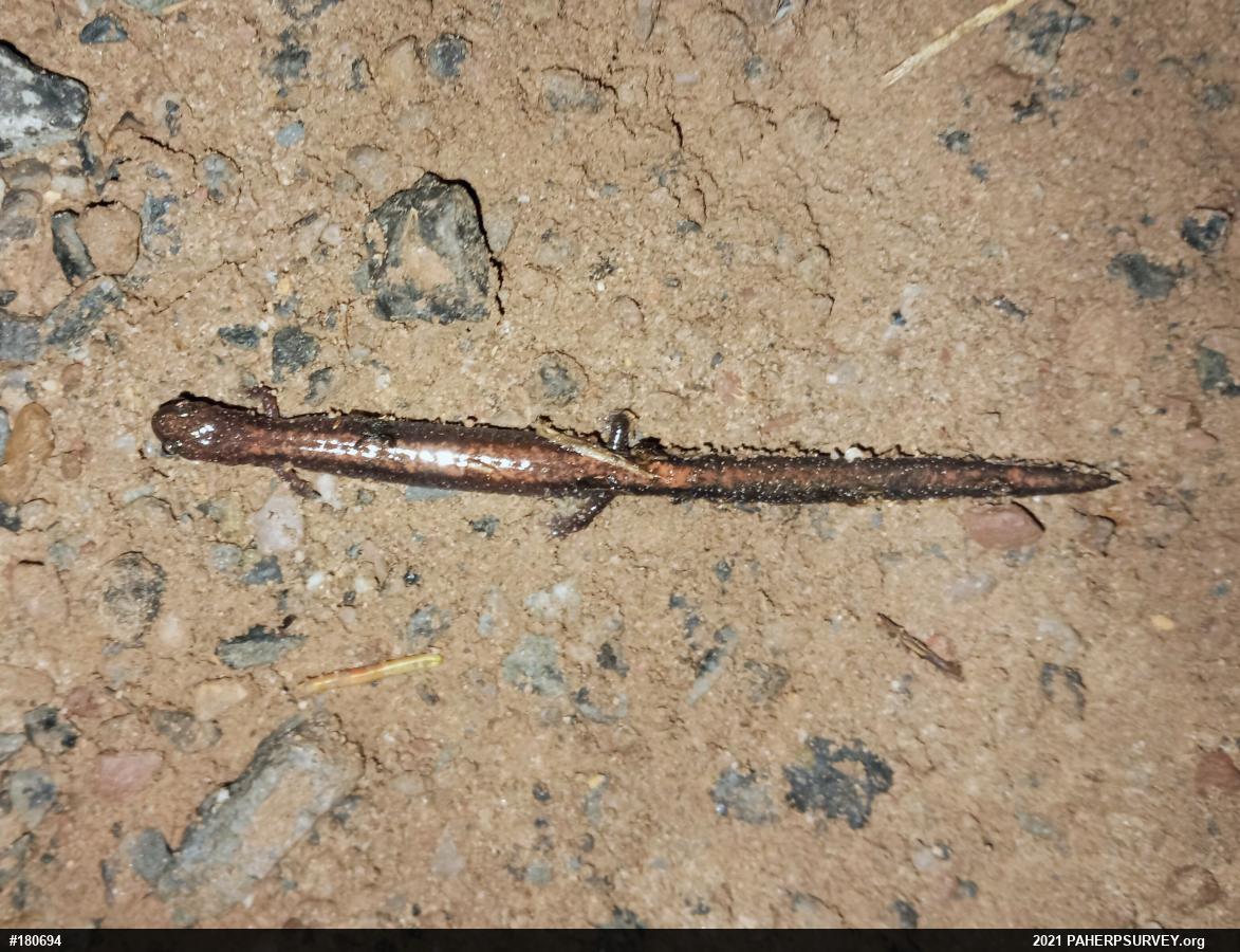 Eastern Red-backed  Salamander