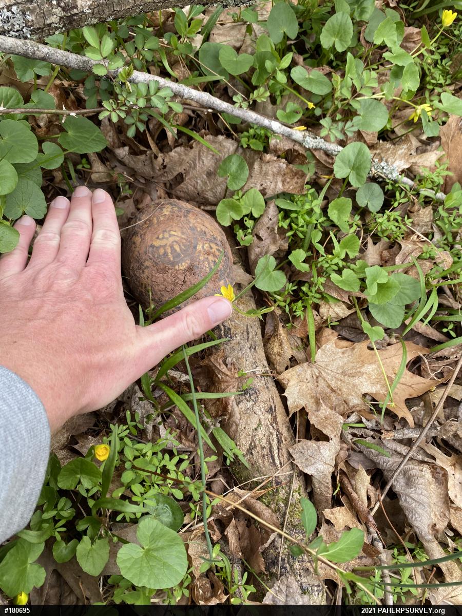 Eastern Box Turtle