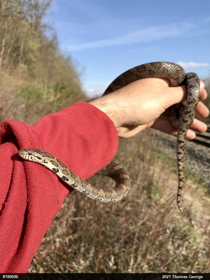 Eastern Milksnake