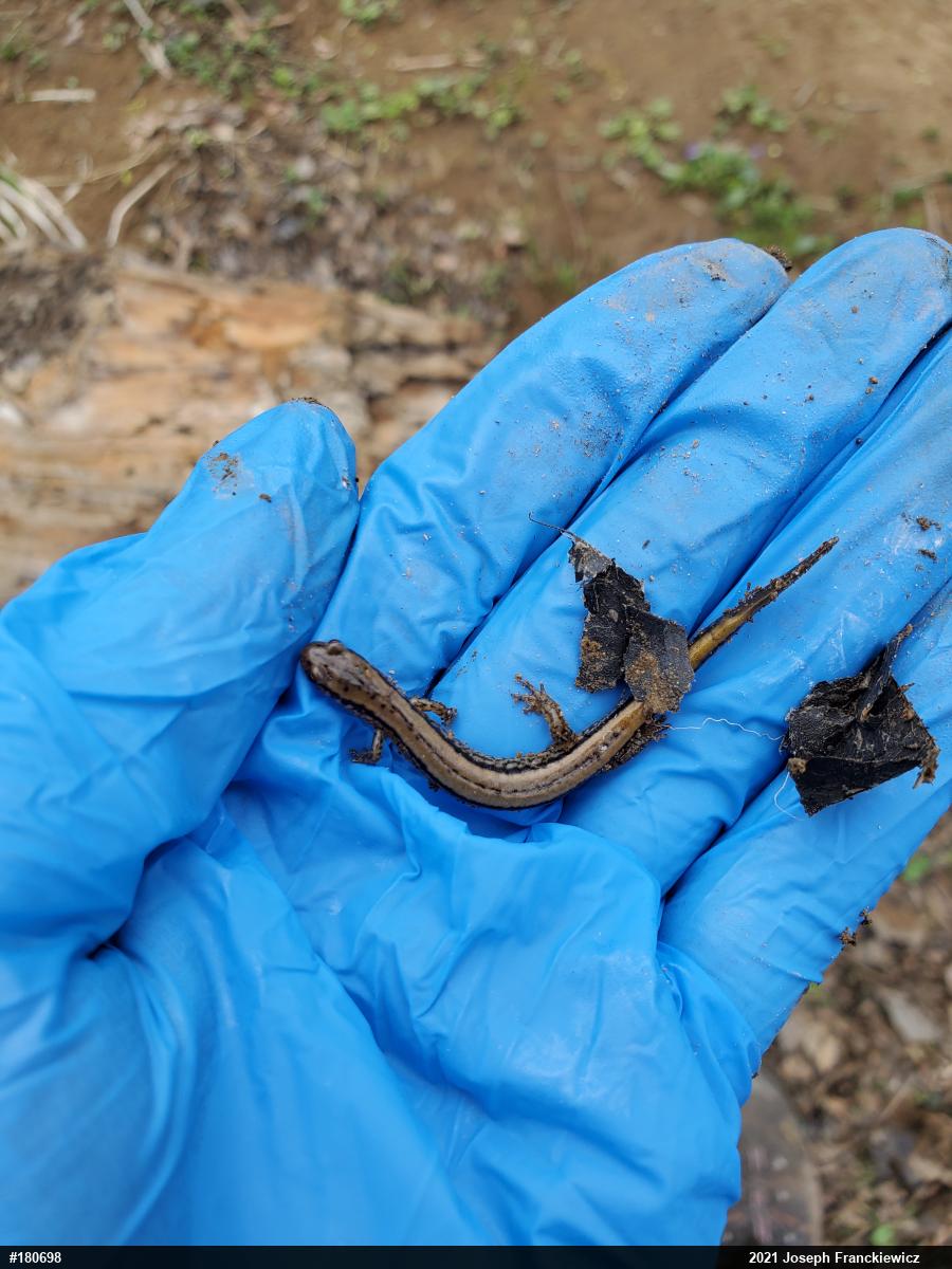 Northern Two-lined Salamander