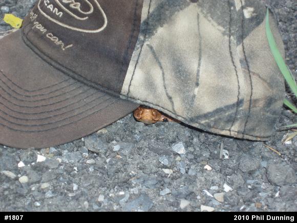 Northern Copperhead