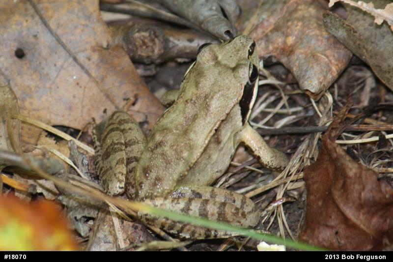 Wood Frog
