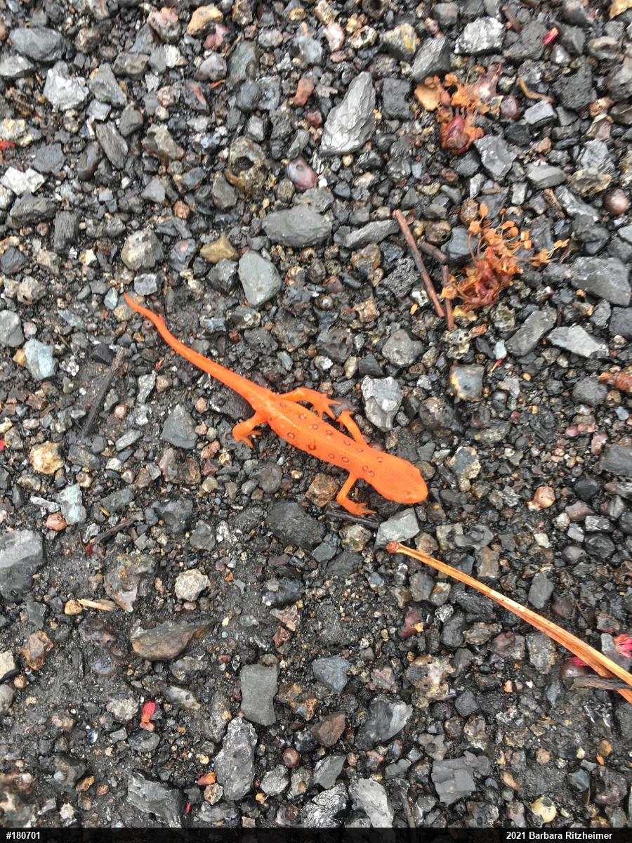 Red-spotted Newt