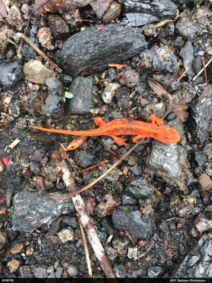 Red-spotted Newt