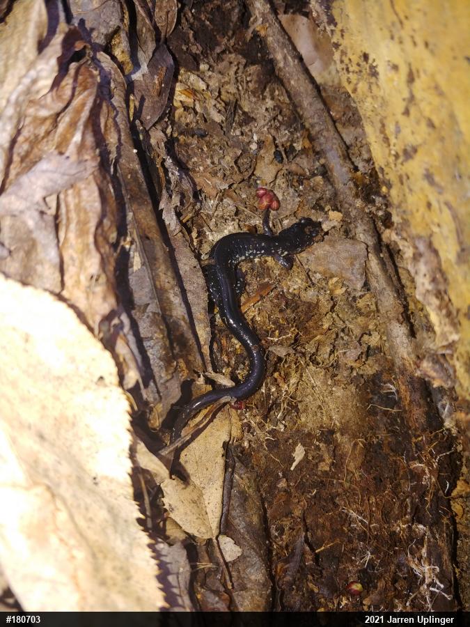 Woodland Salamanders