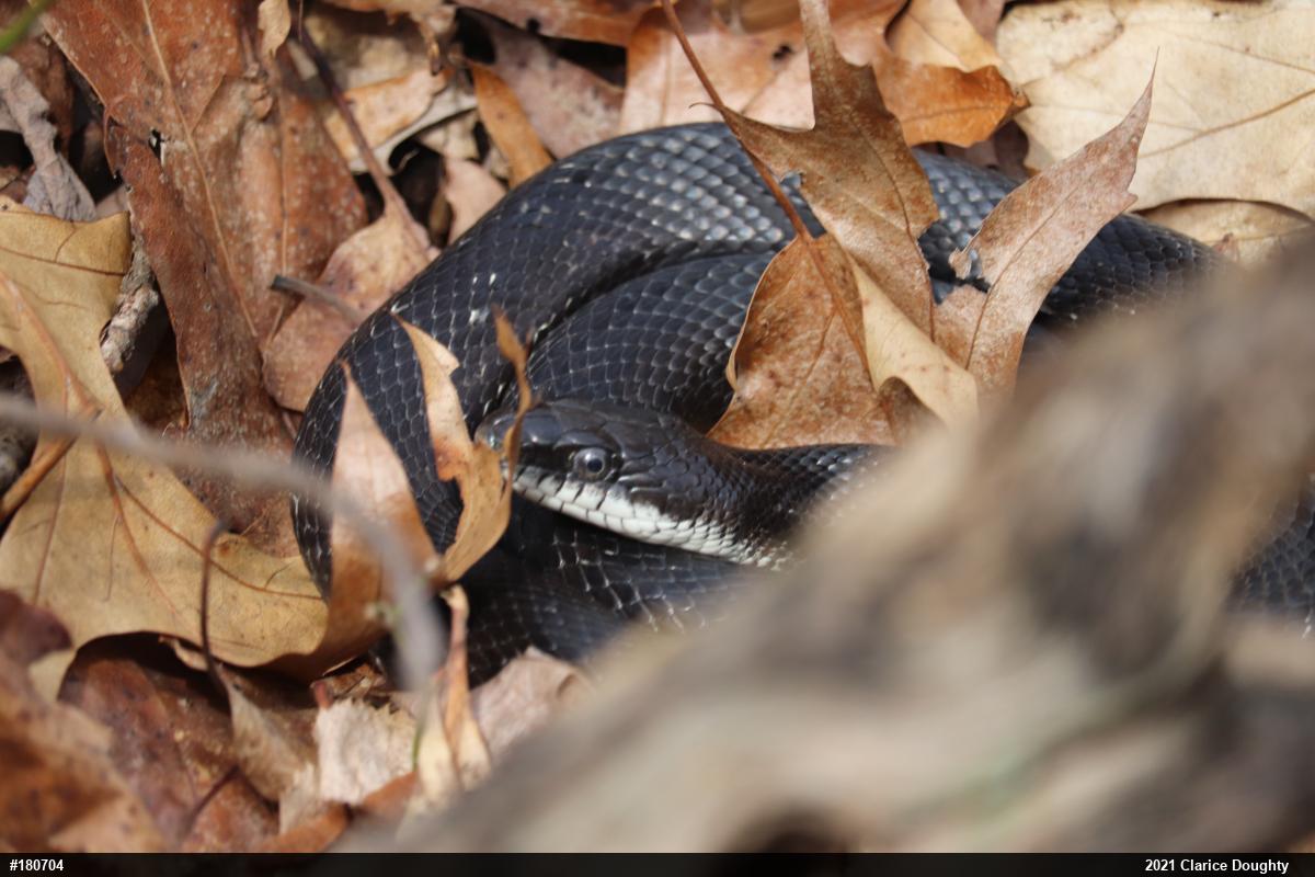 Eastern Ratsnake