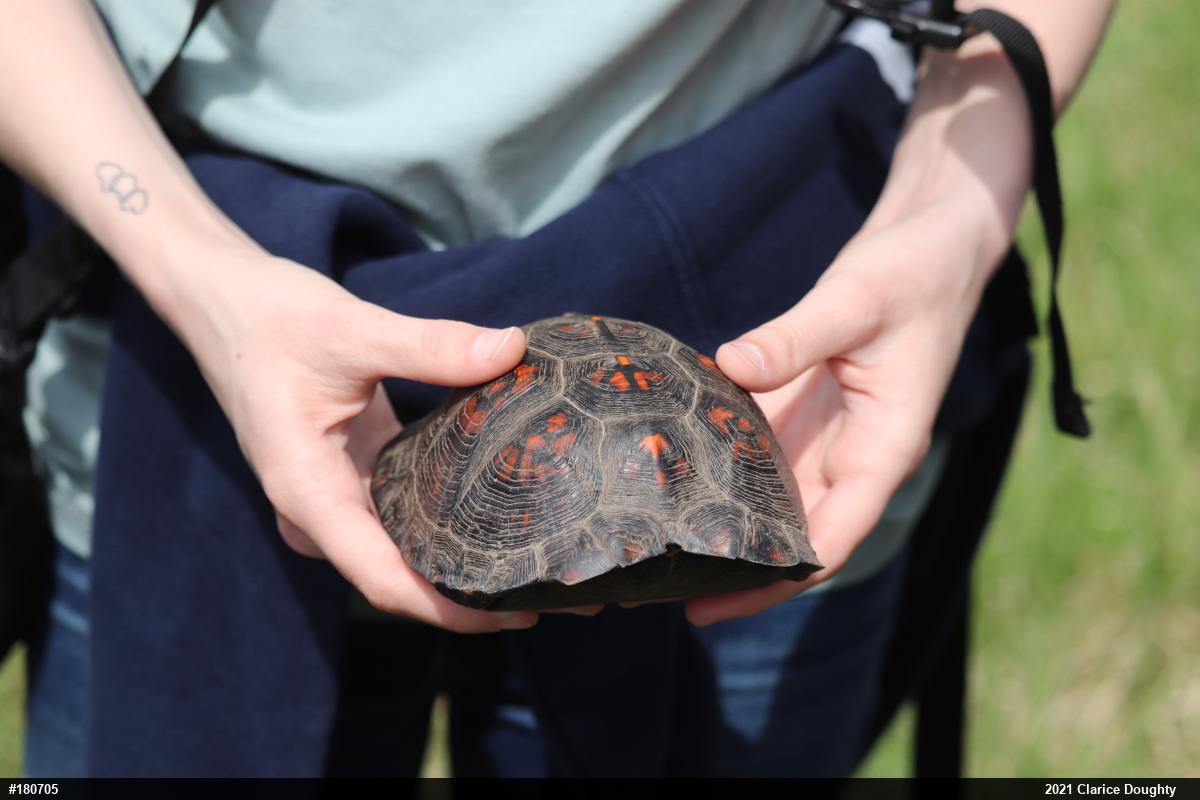 Eastern Box Turtle