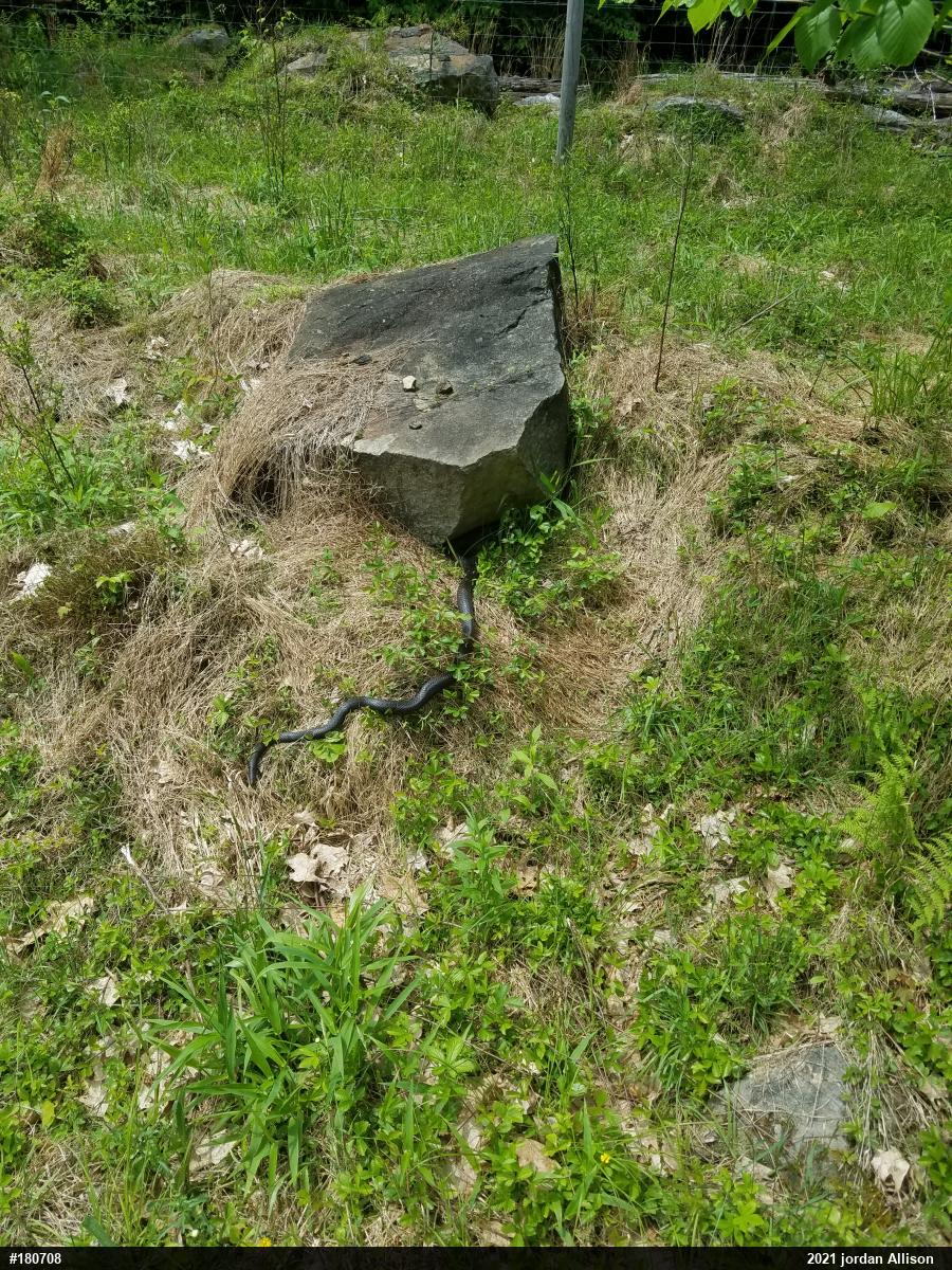 Eastern Ratsnake