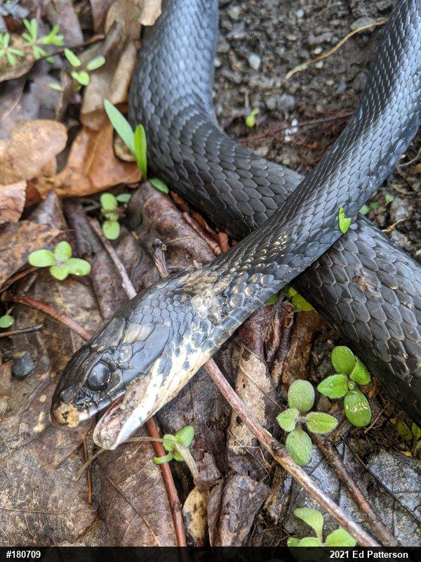Northern Black Racer