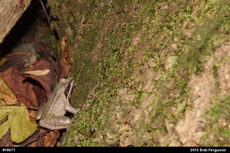 Wood Frog