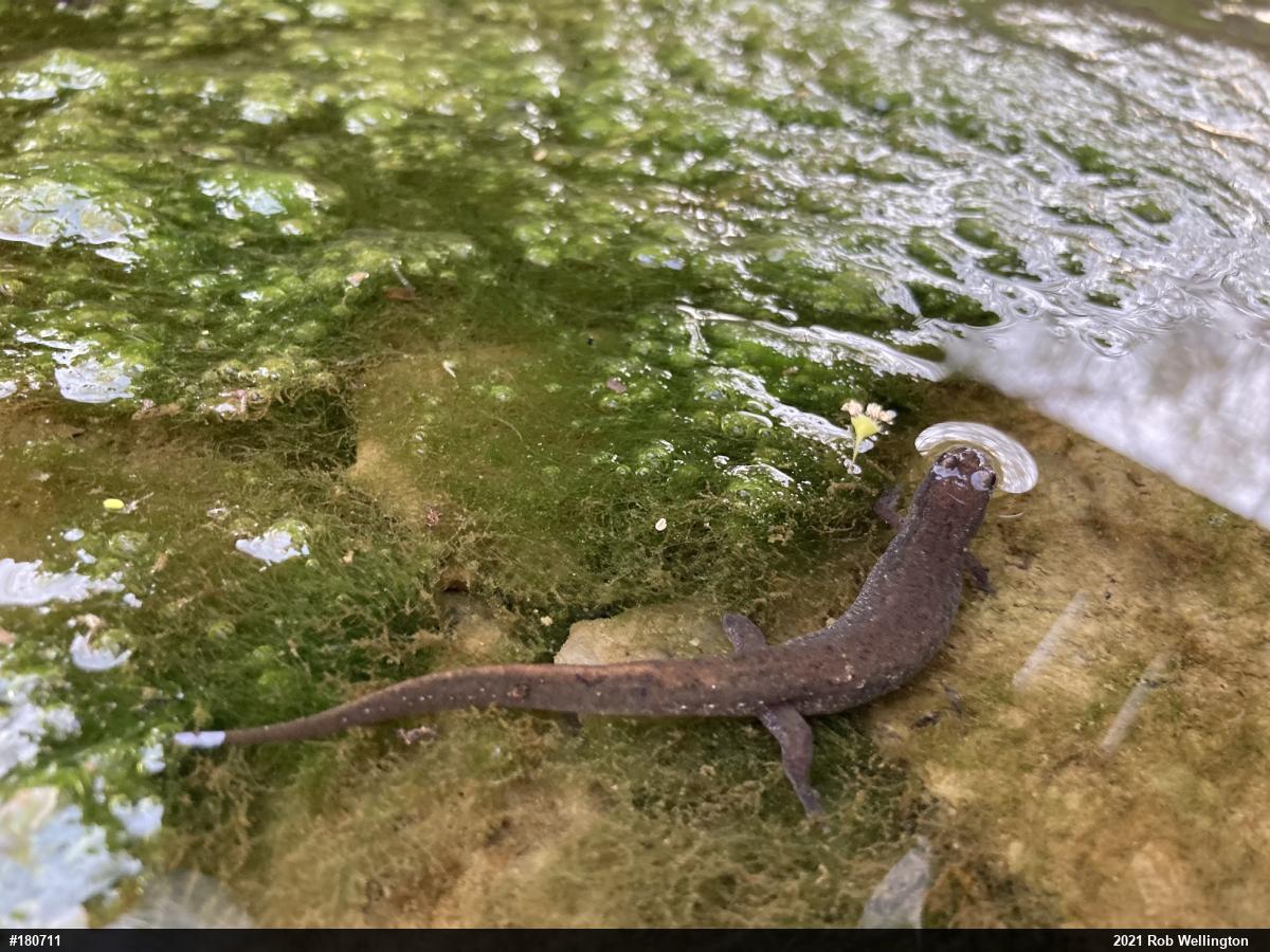 Northern Dusky Salamander