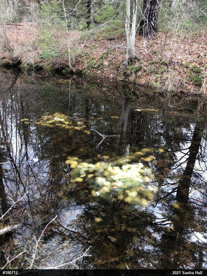 Spotted Salamander