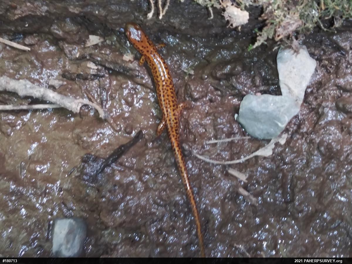 Eastern Long-tailed Salamander