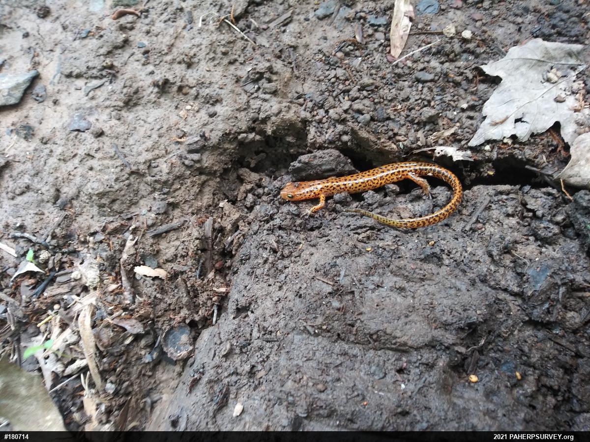 Eastern Long-tailed Salamander