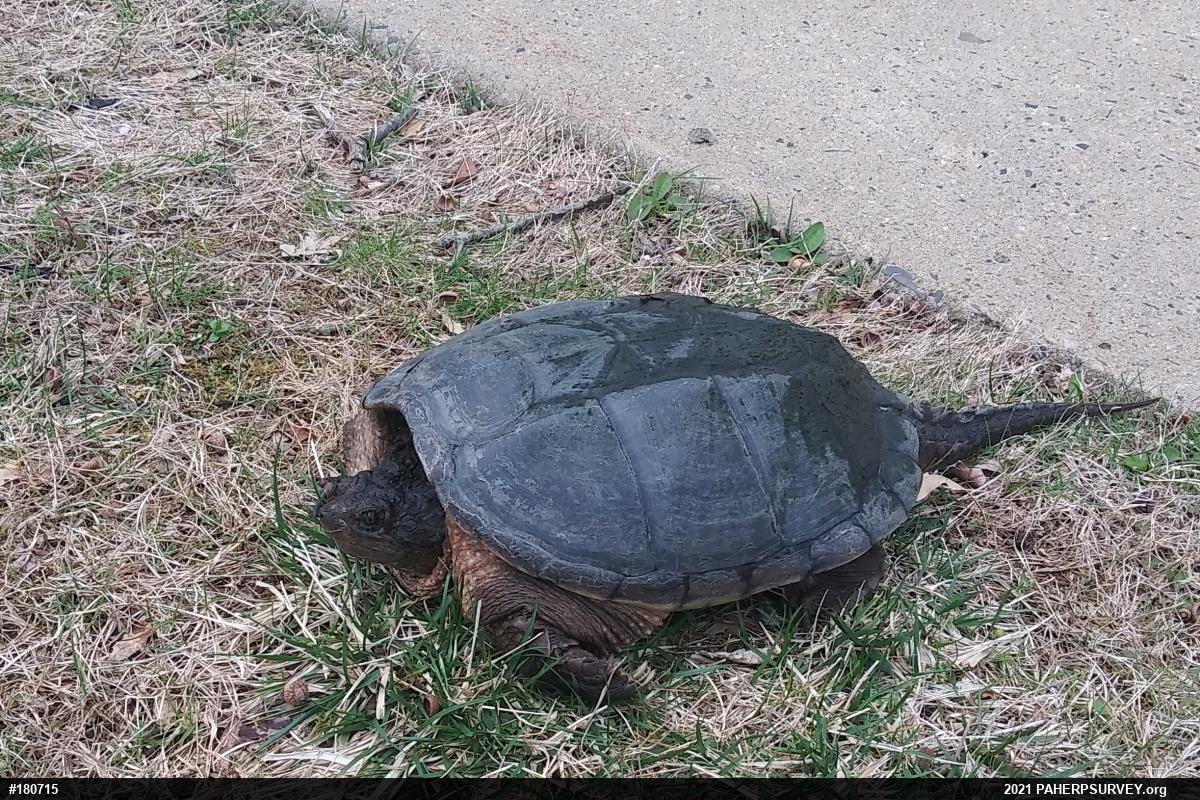 Snapping Turtle