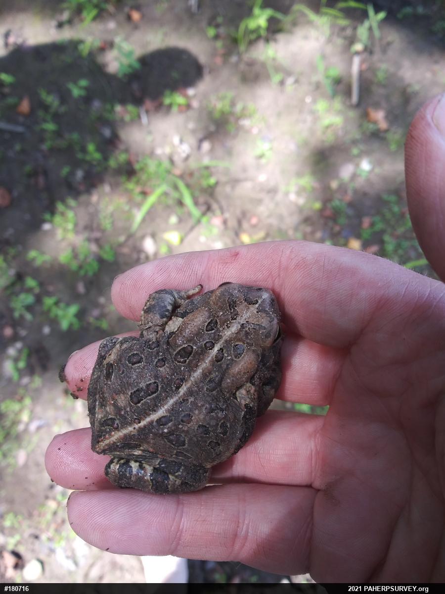 Fowler's Toad