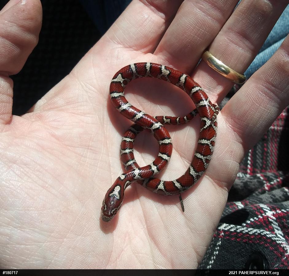 Eastern Milksnake