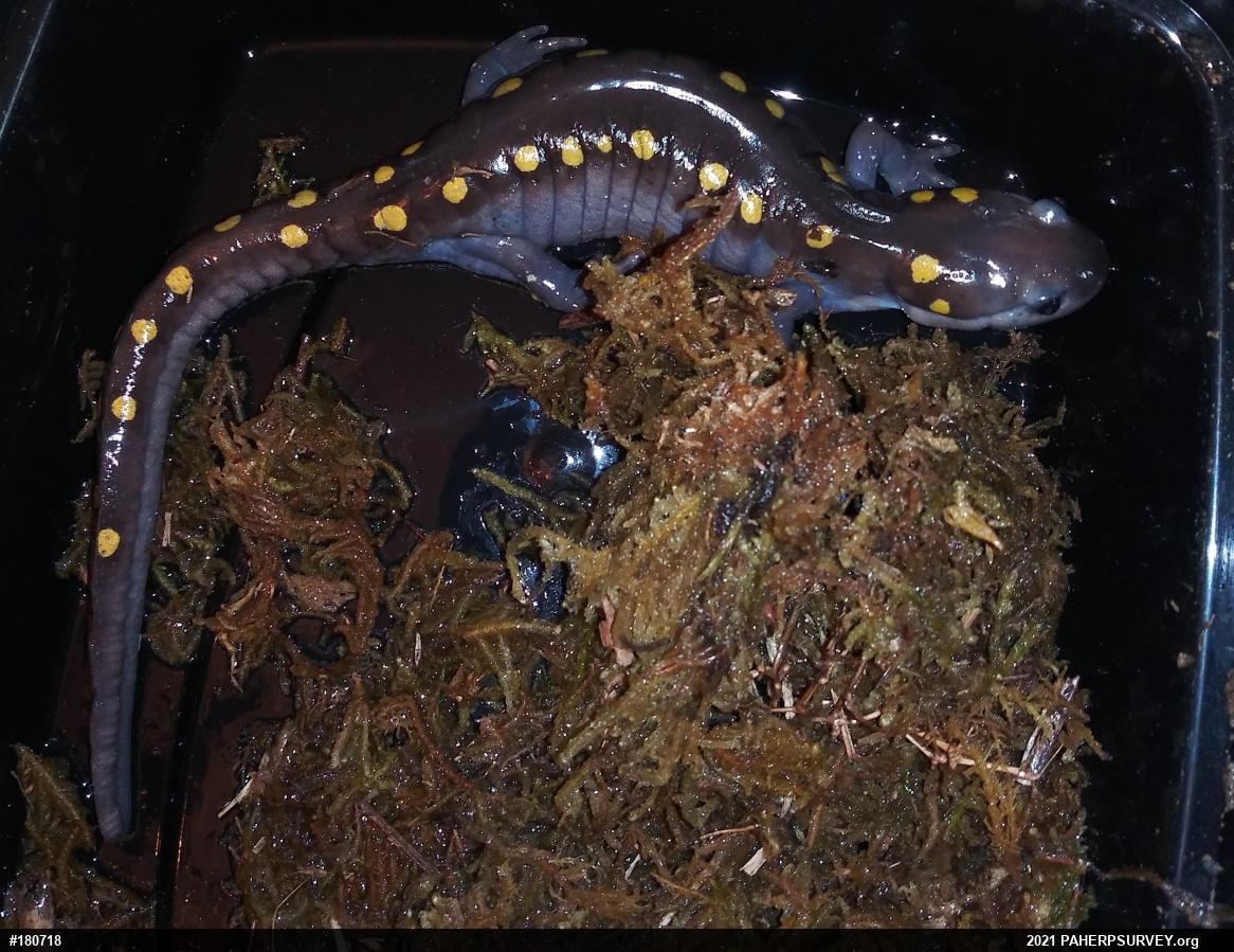 Spotted Salamander