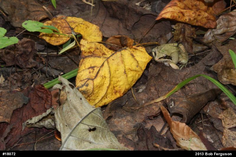 Wood Frog