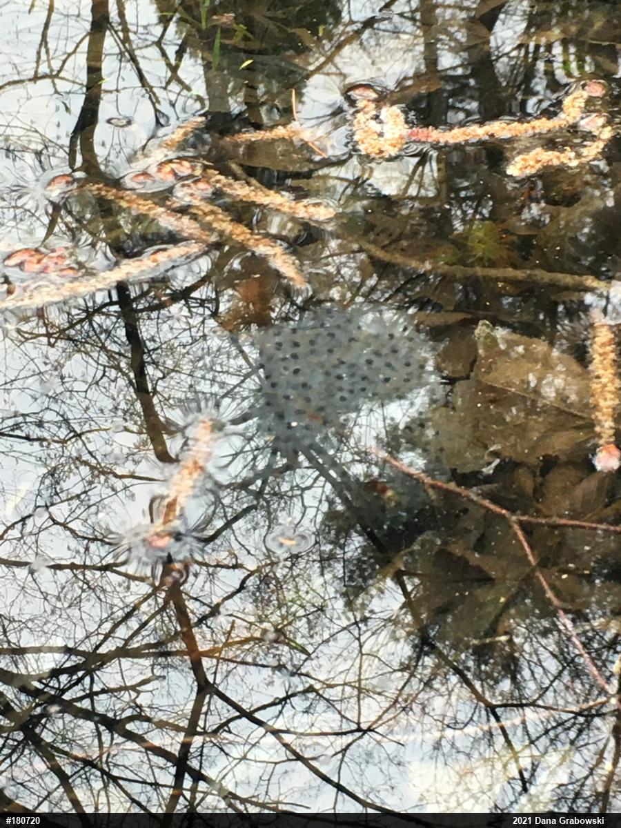Wood Frog
