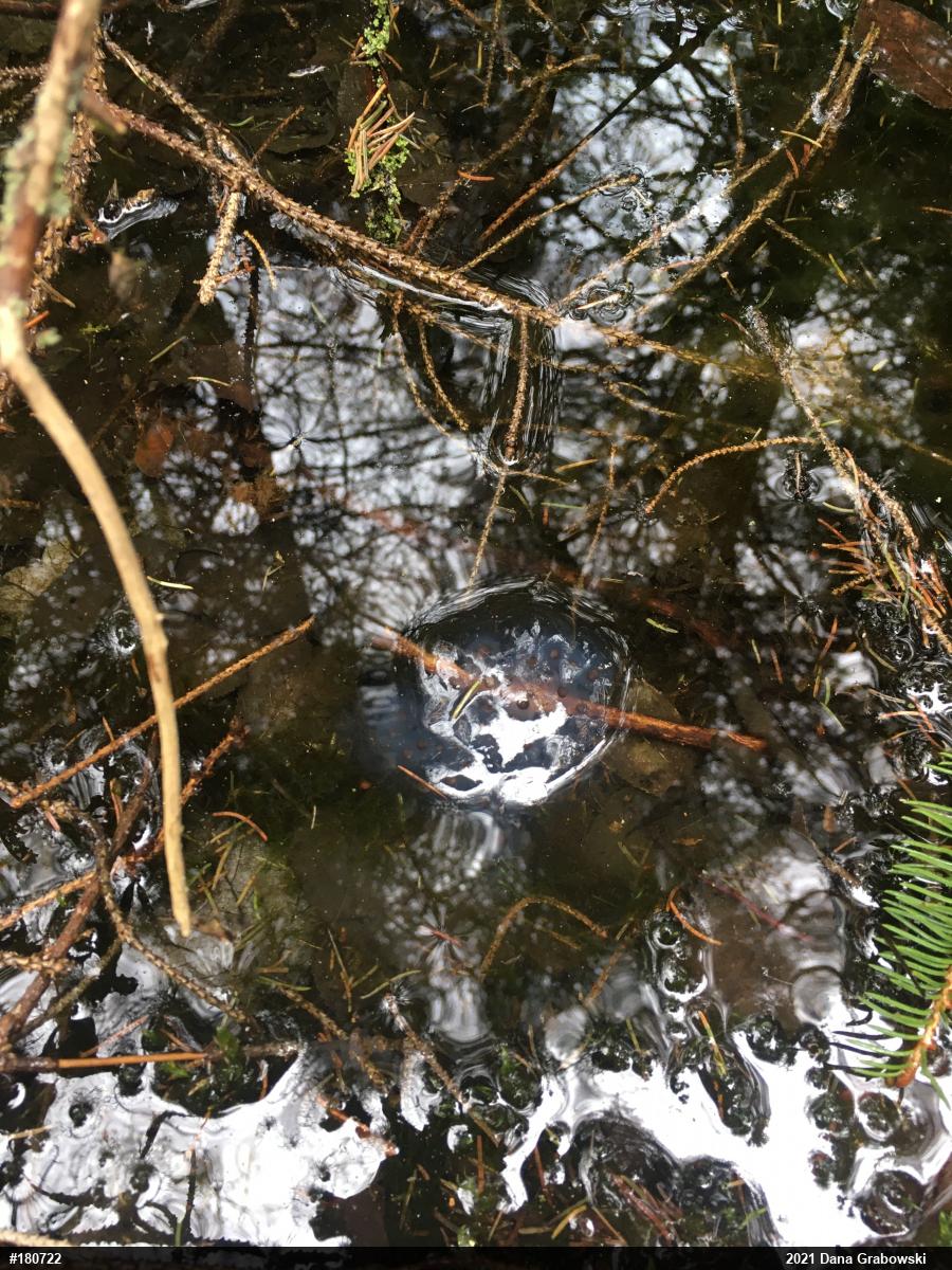Spotted Salamander