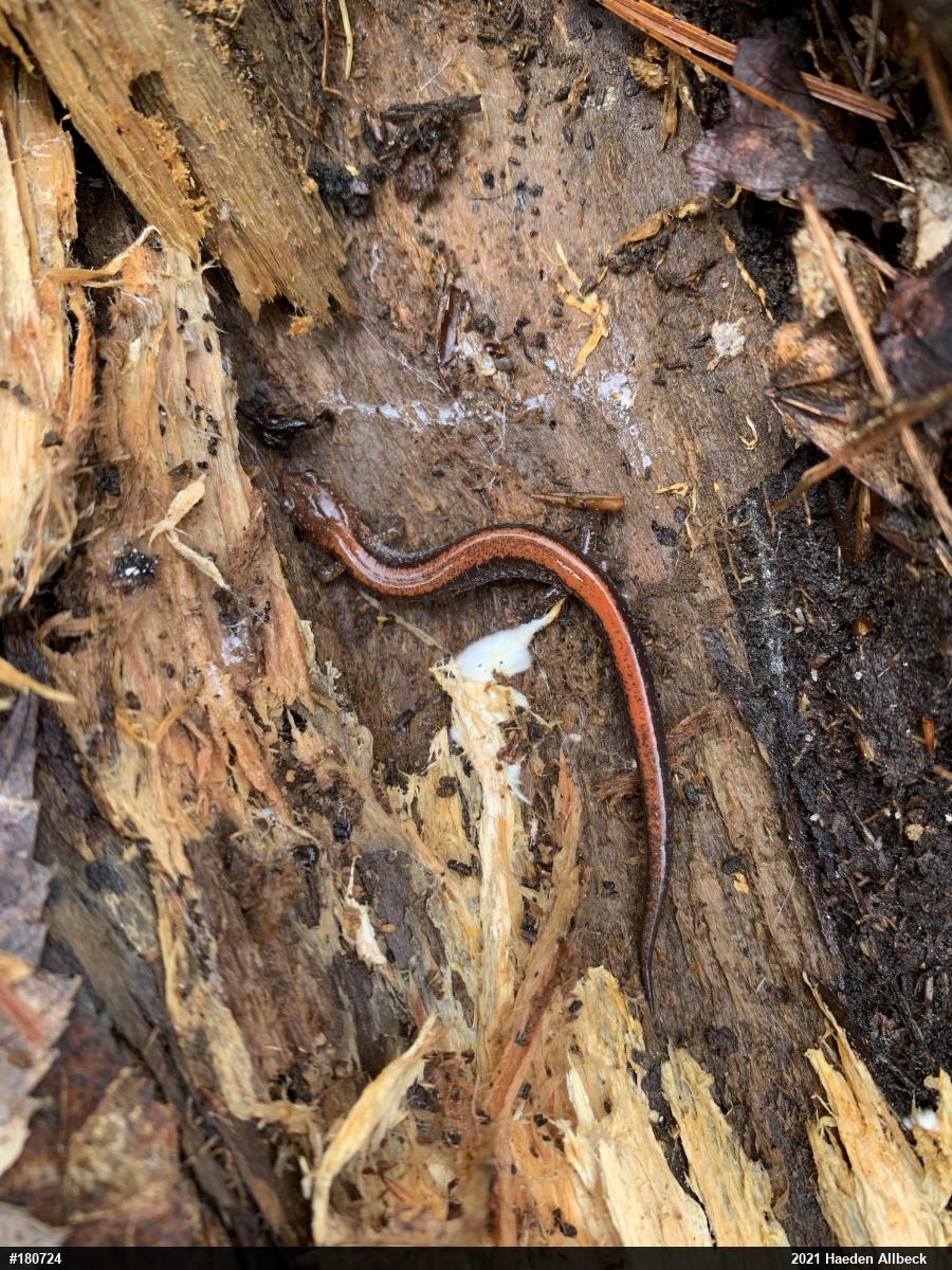 Eastern Red-backed  Salamander