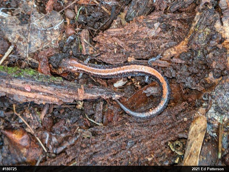 Eastern Red-backed  Salamander