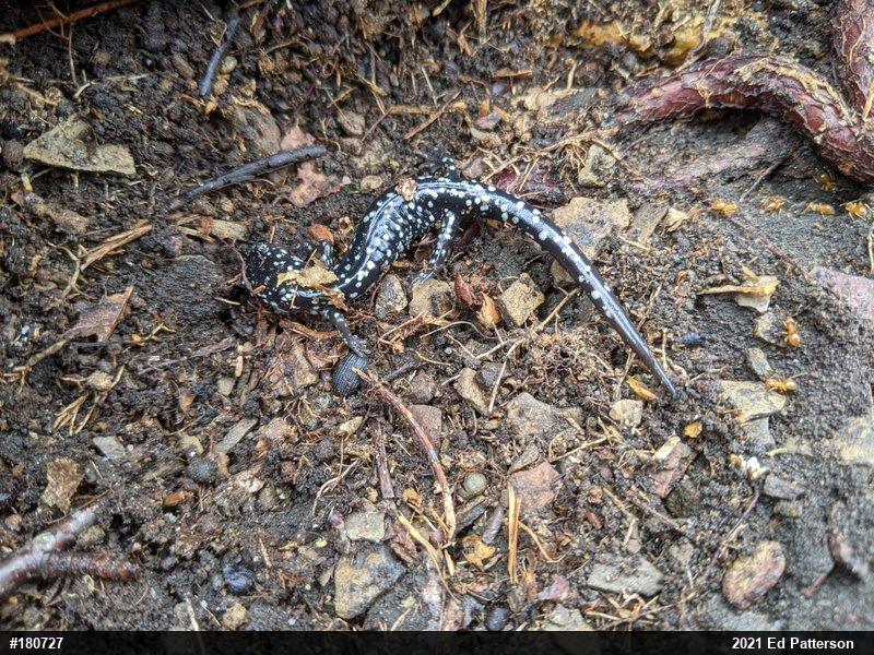 Northern Slimy Salamander
