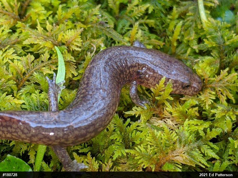 Northern Spring Salamander