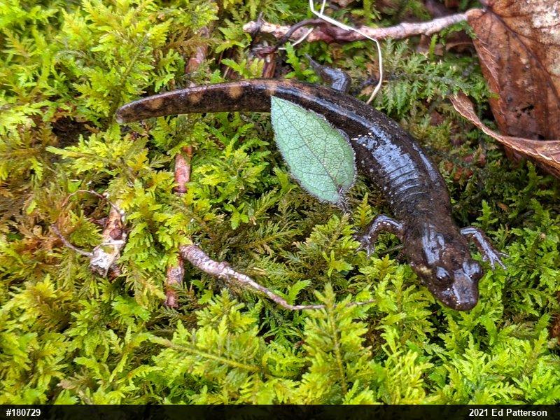 Seal Salamander