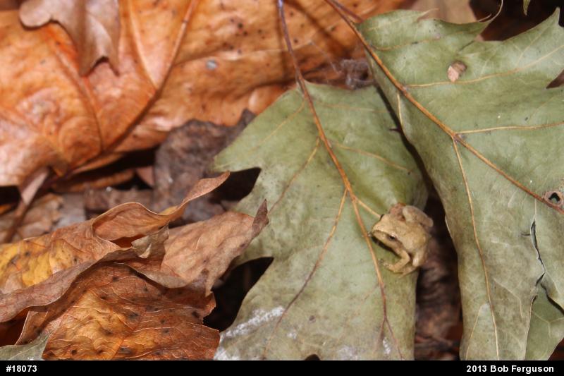 Spring Peeper