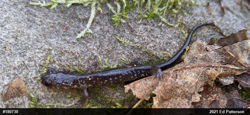 Wehrle's Salamander