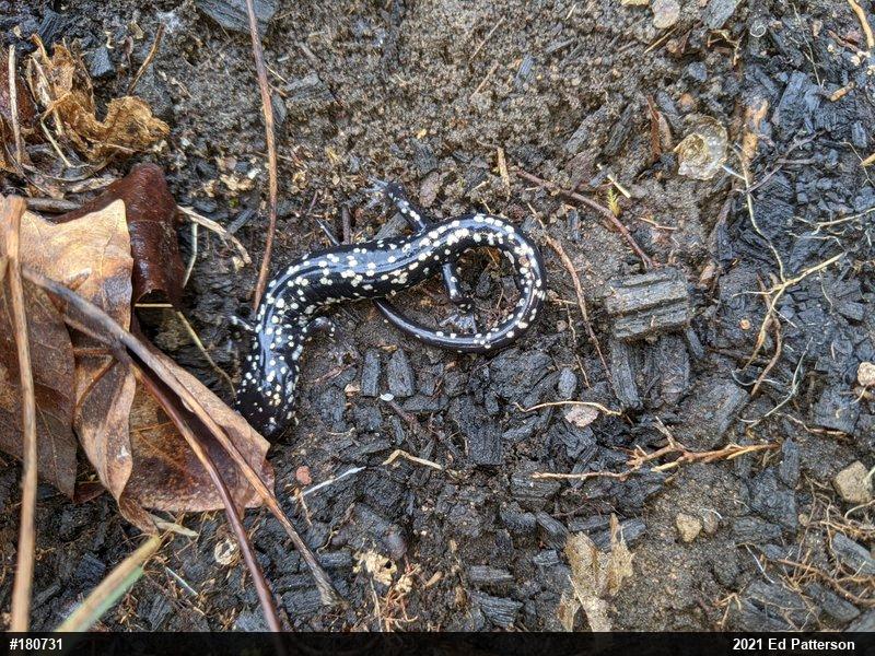 Northern Slimy Salamander