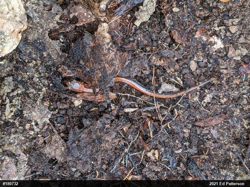Eastern Red-backed  Salamander
